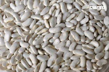 ALUBIA OCHAVADA               La alubia ochavada también denominada plancheta su grano es arriñonado, aplastado, de color blanco y corto.